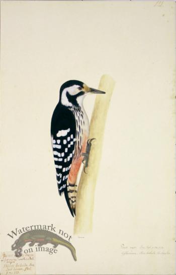 121 Swedish Birds . Picus Major, Great Spotted Woodpecker.Female